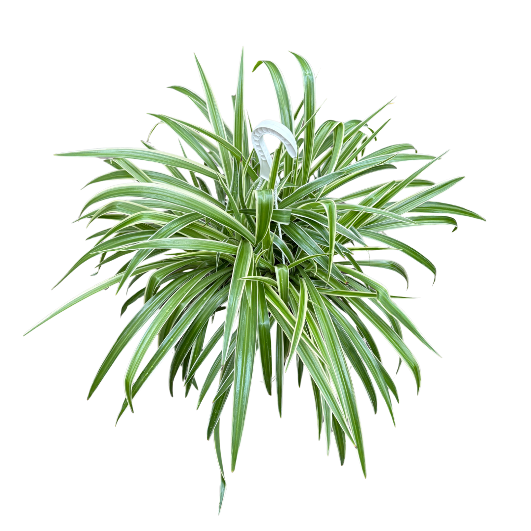 Anga’s New Year Workshops 2026 (23).png