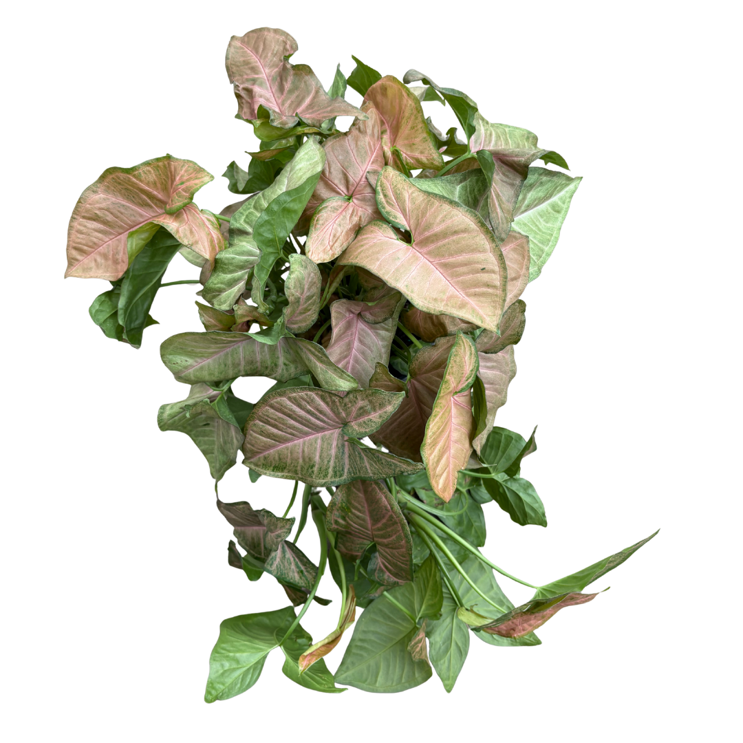 Anga’s New Year Workshops 2026 (14).png