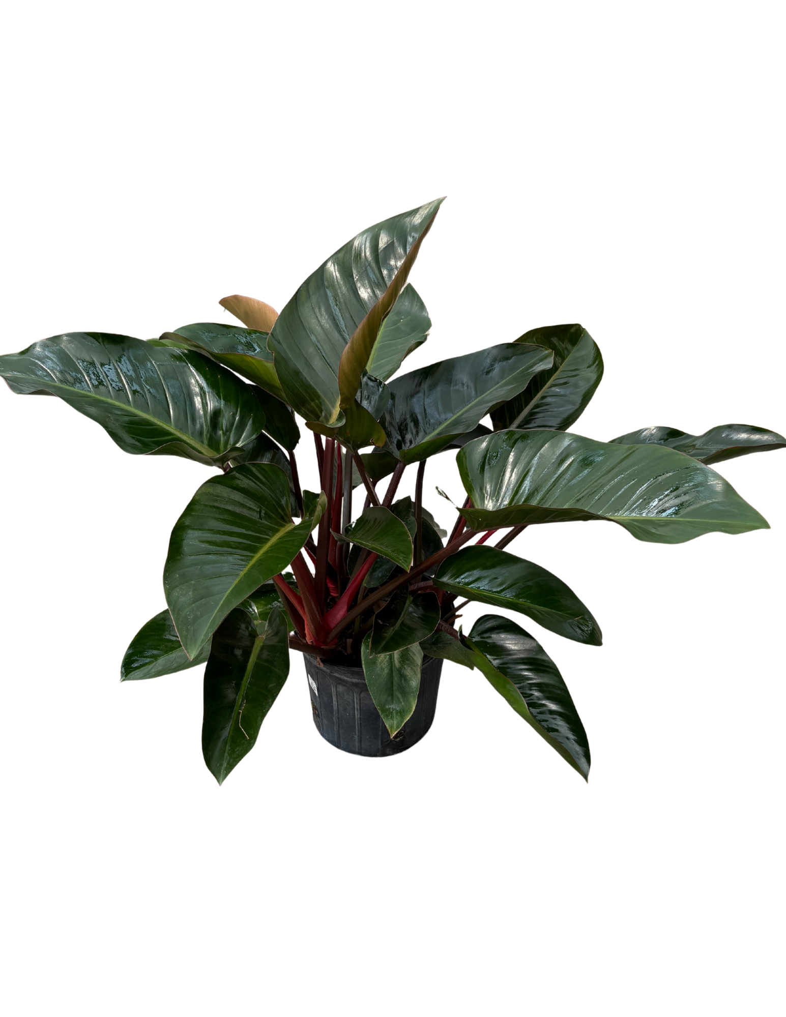 Untitled design (68).png