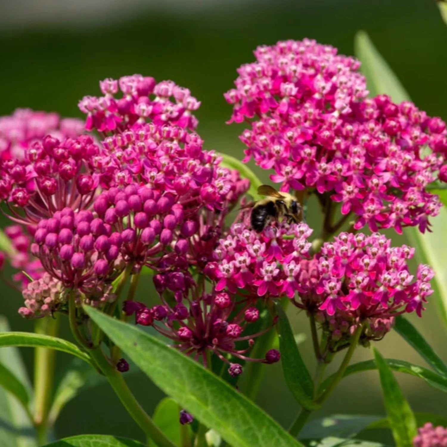 Swamp Milkweed Seed Packet