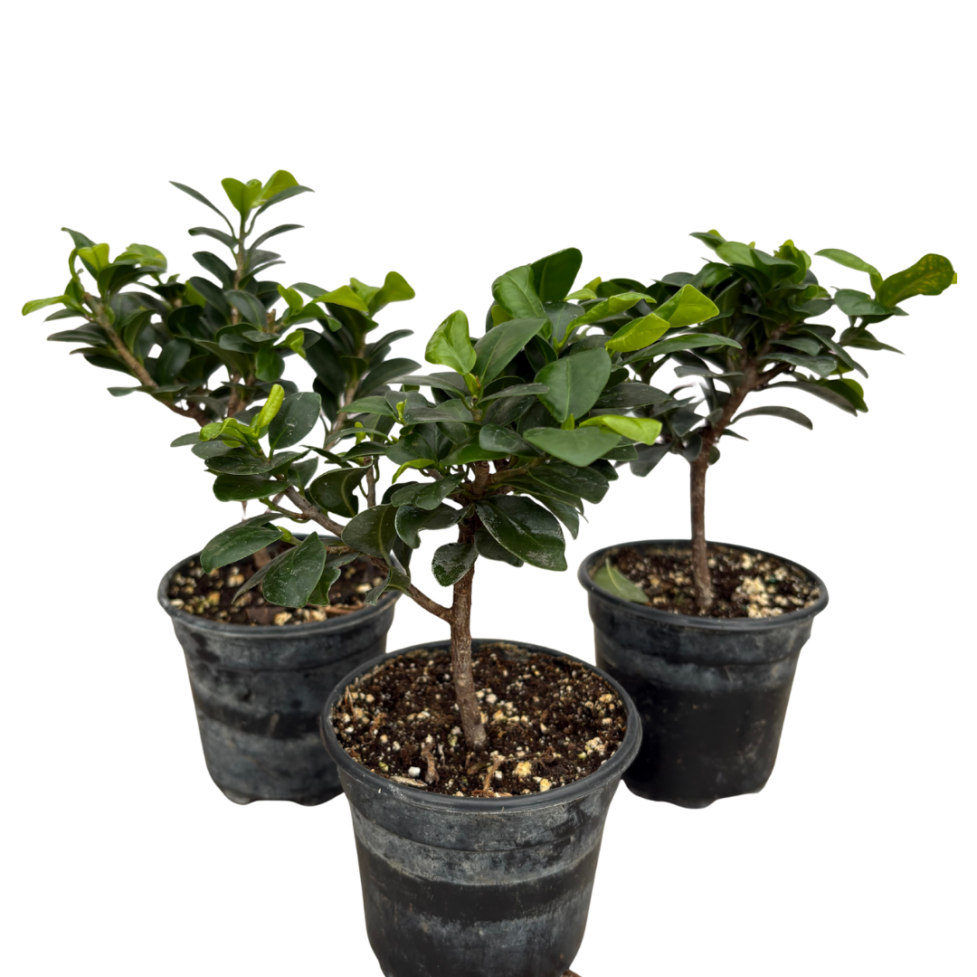 Green Ficus ‘Green Island’ Bonsai Tree - 4" Plastic Grower Pot
