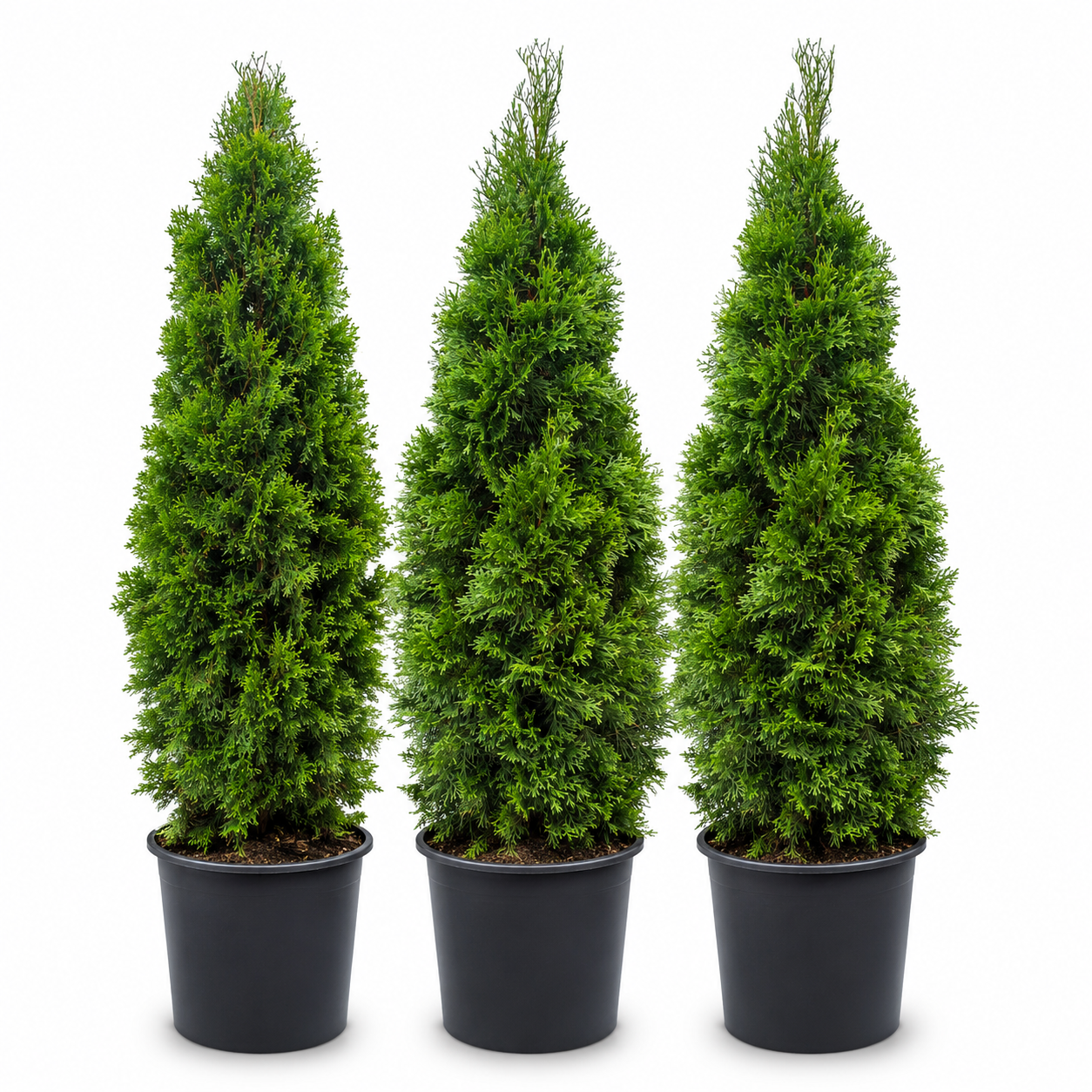 Emerald Cedars 4'-5' SALE!