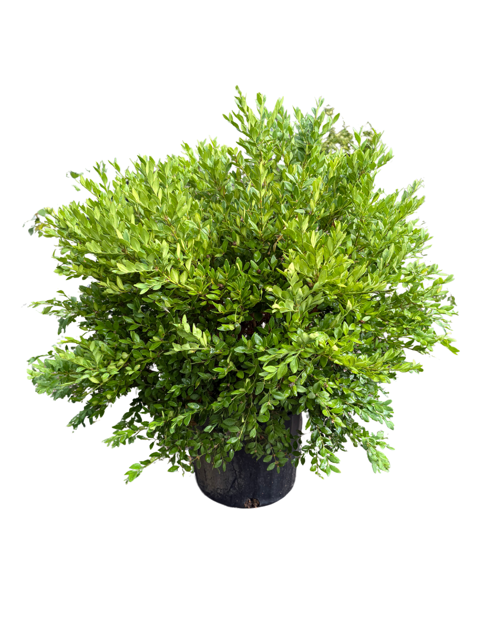 Untitled design (73).png