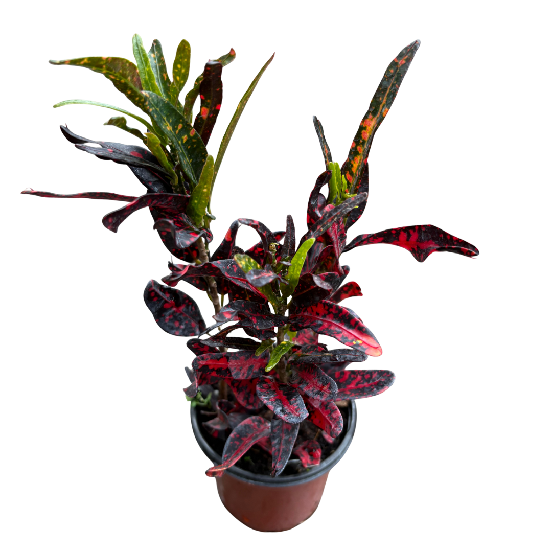 Anga’s New Year Workshops 2026 (34).png