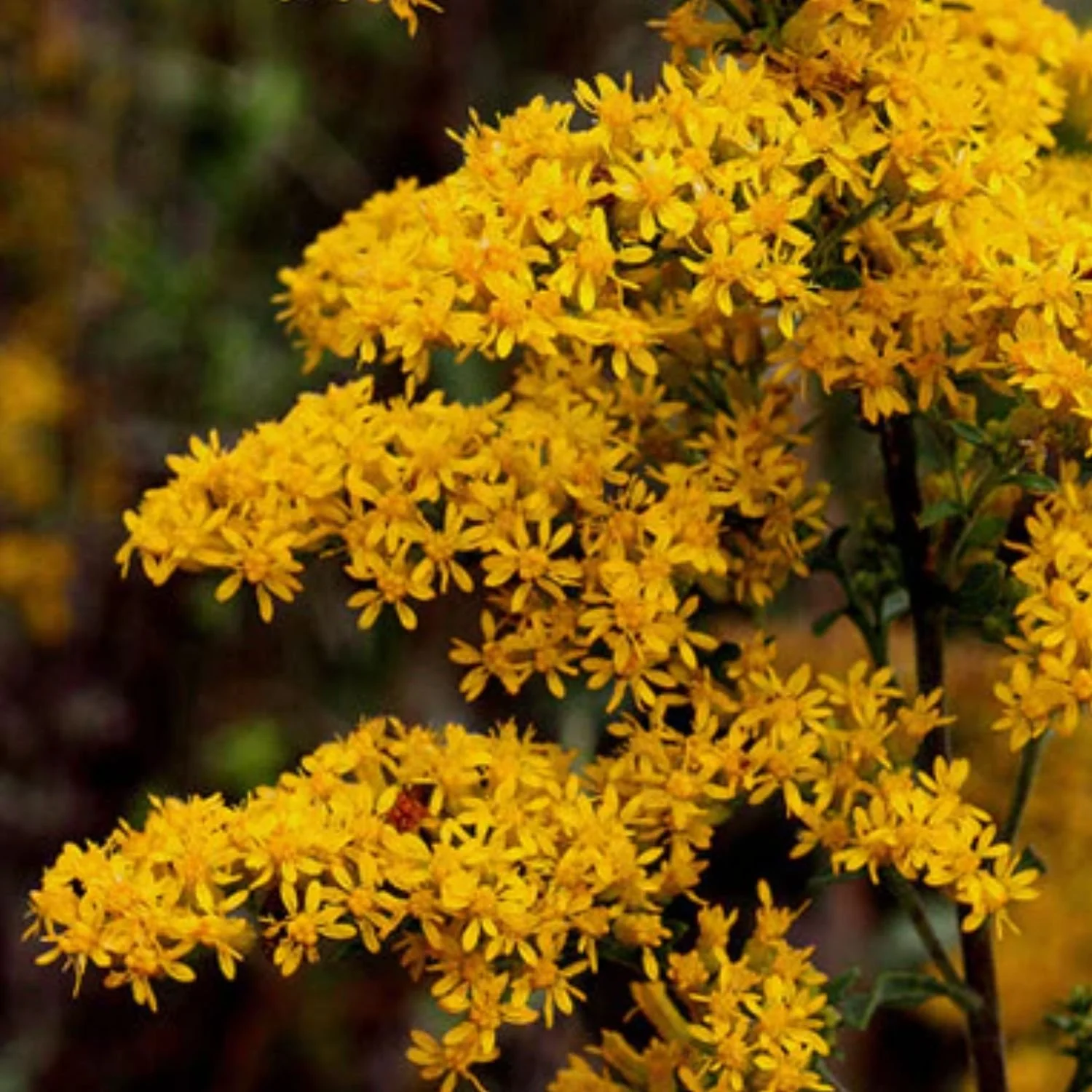 Grey Goldenrod Seed Packet