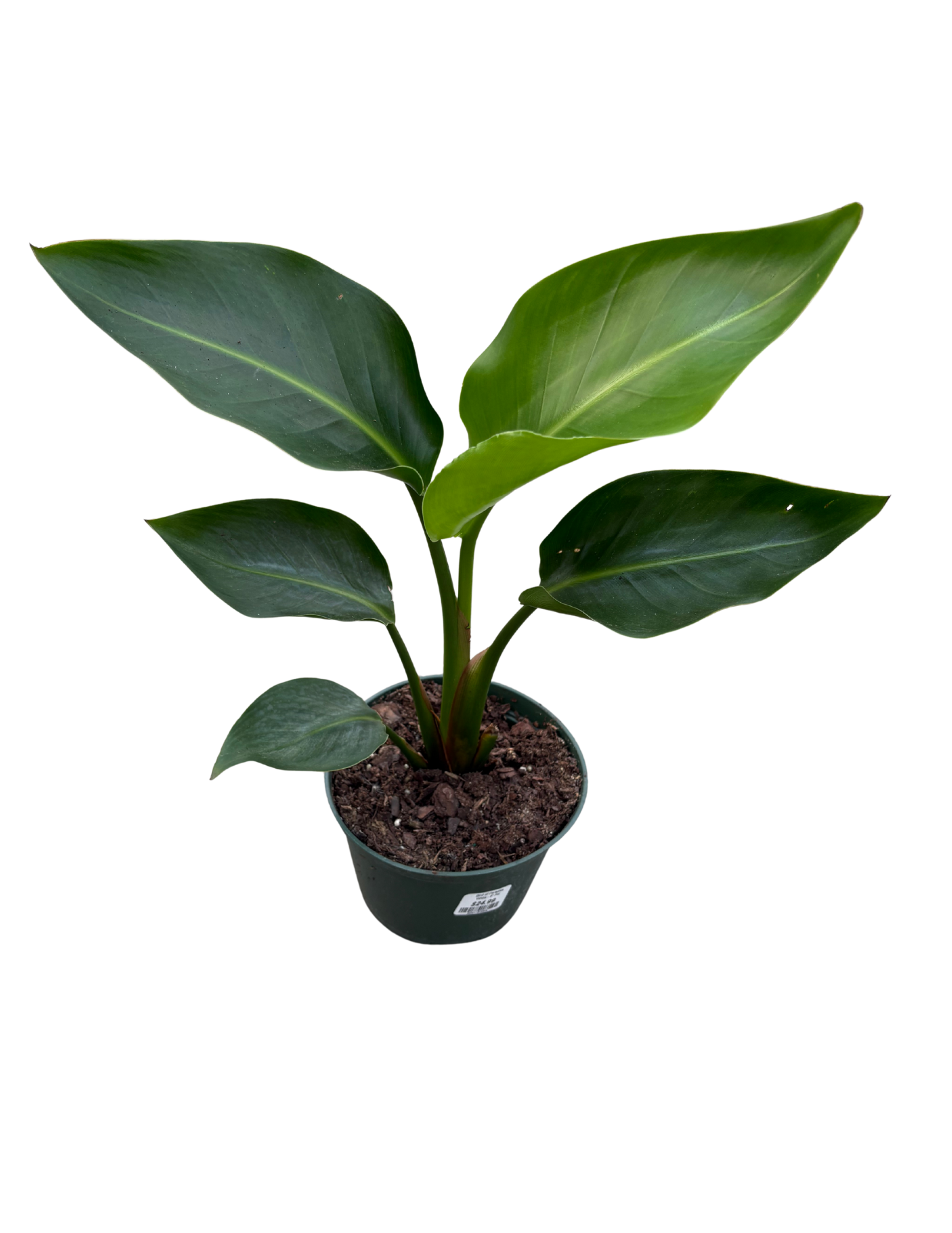 Untitled design (92).png