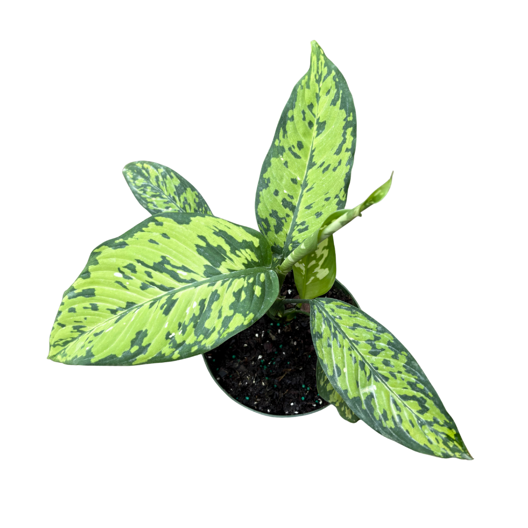 Anga’s New Year Workshops 2026 (11).png