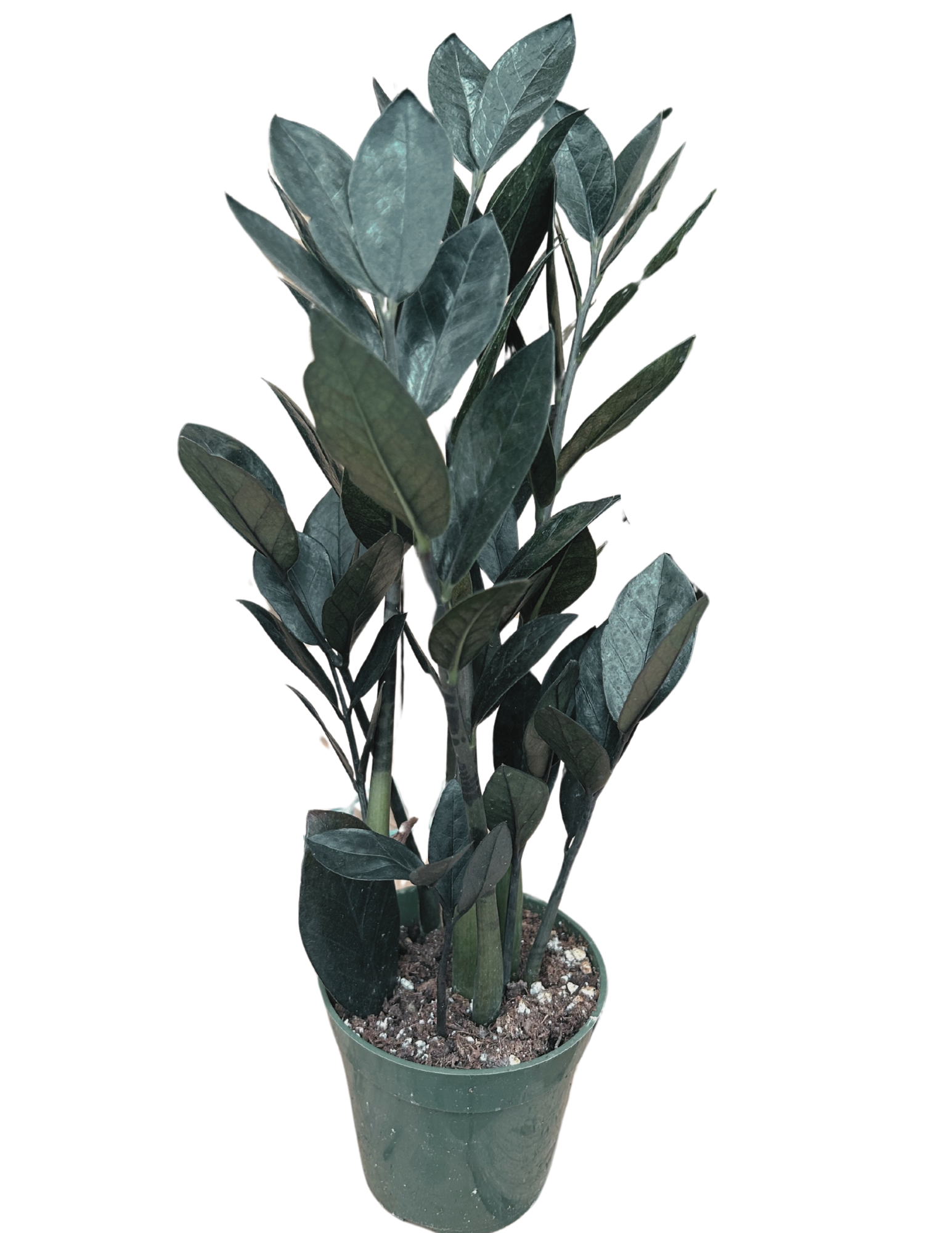 Untitled design (37).png