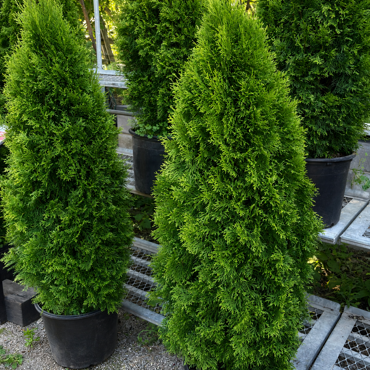 Emerald Cedars 4'-5' SALE!
