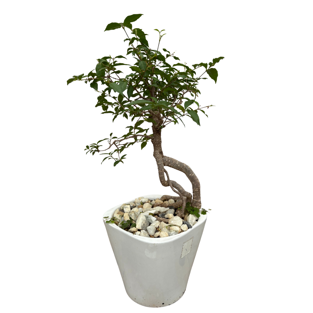 Ruby Apricot Bonsai Tree