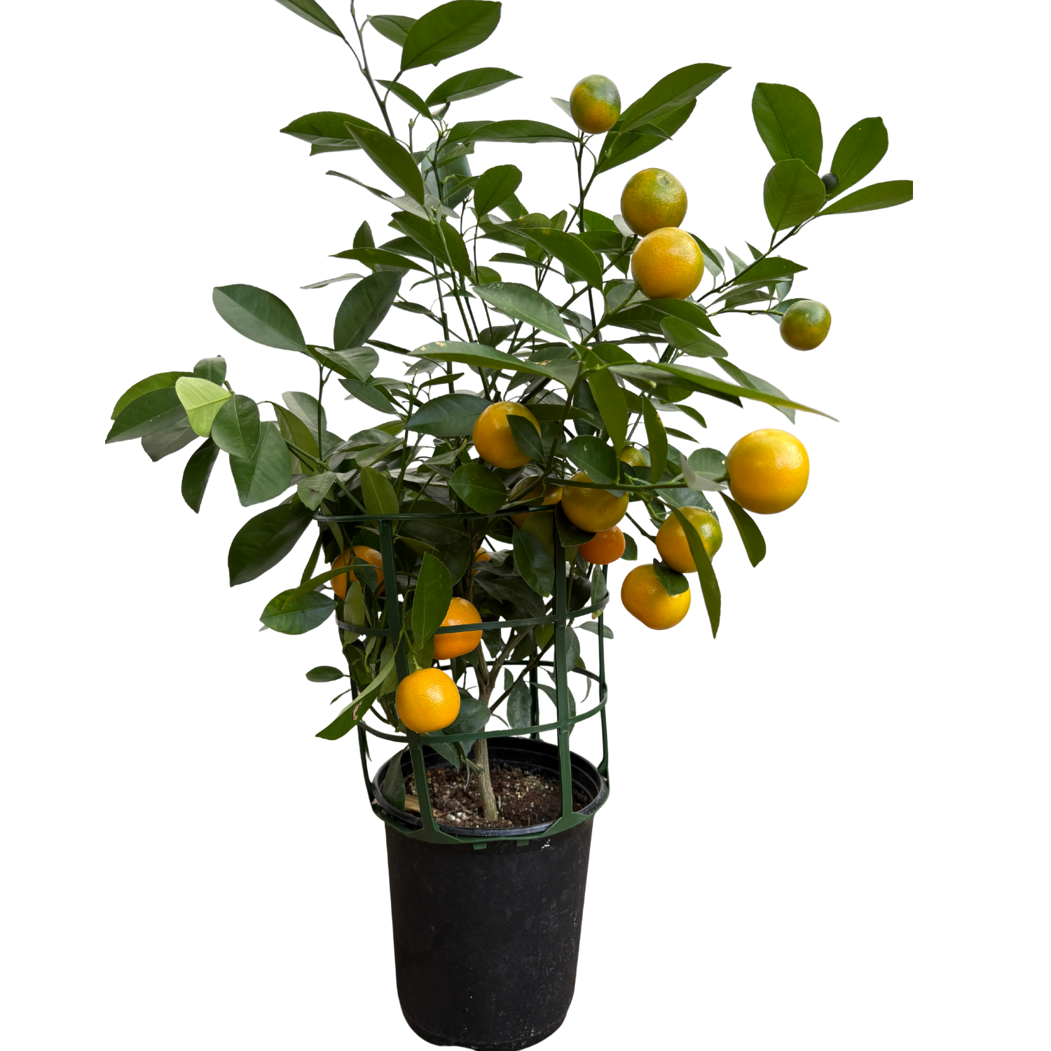 Calamondin Citrus Tree - 5" Pot