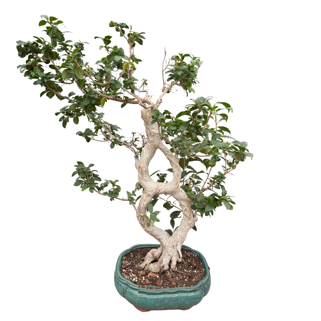 Mature Vietnamese Fig (Ficus microcarpa) Bonsai Tree