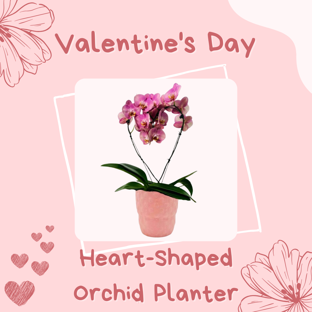 Anga’s New Year Workshops 2026 (5).png