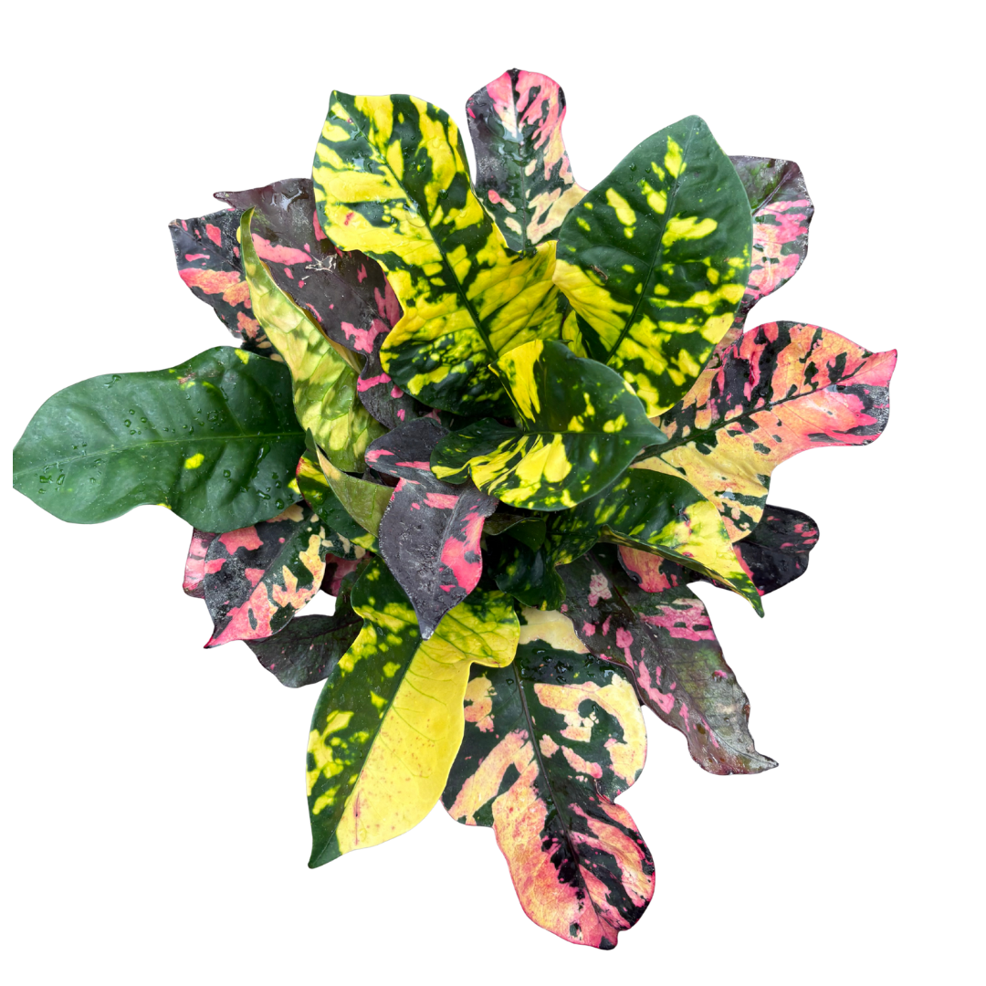 Anga’s New Year Workshops 2026 (31).png