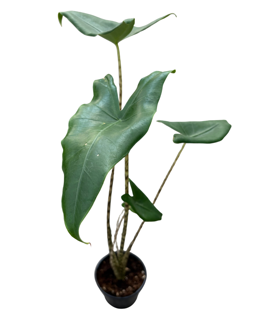 Alocasia Zebrina  4 Pot  Anga's Farm & Nursery