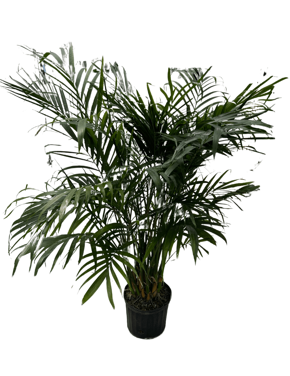 small grow lights for indoor plants Full Spectrum Indoor Plant Grow Light | Grow Lamp main image 0