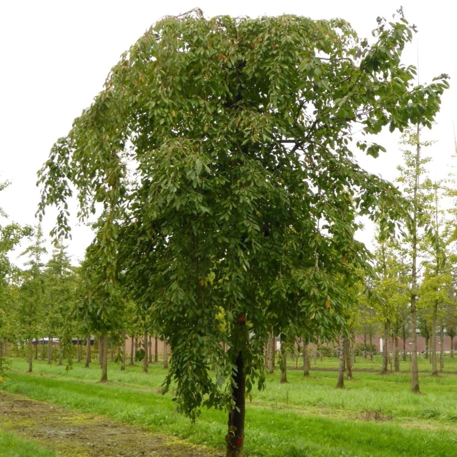 website photo template (20).jpg