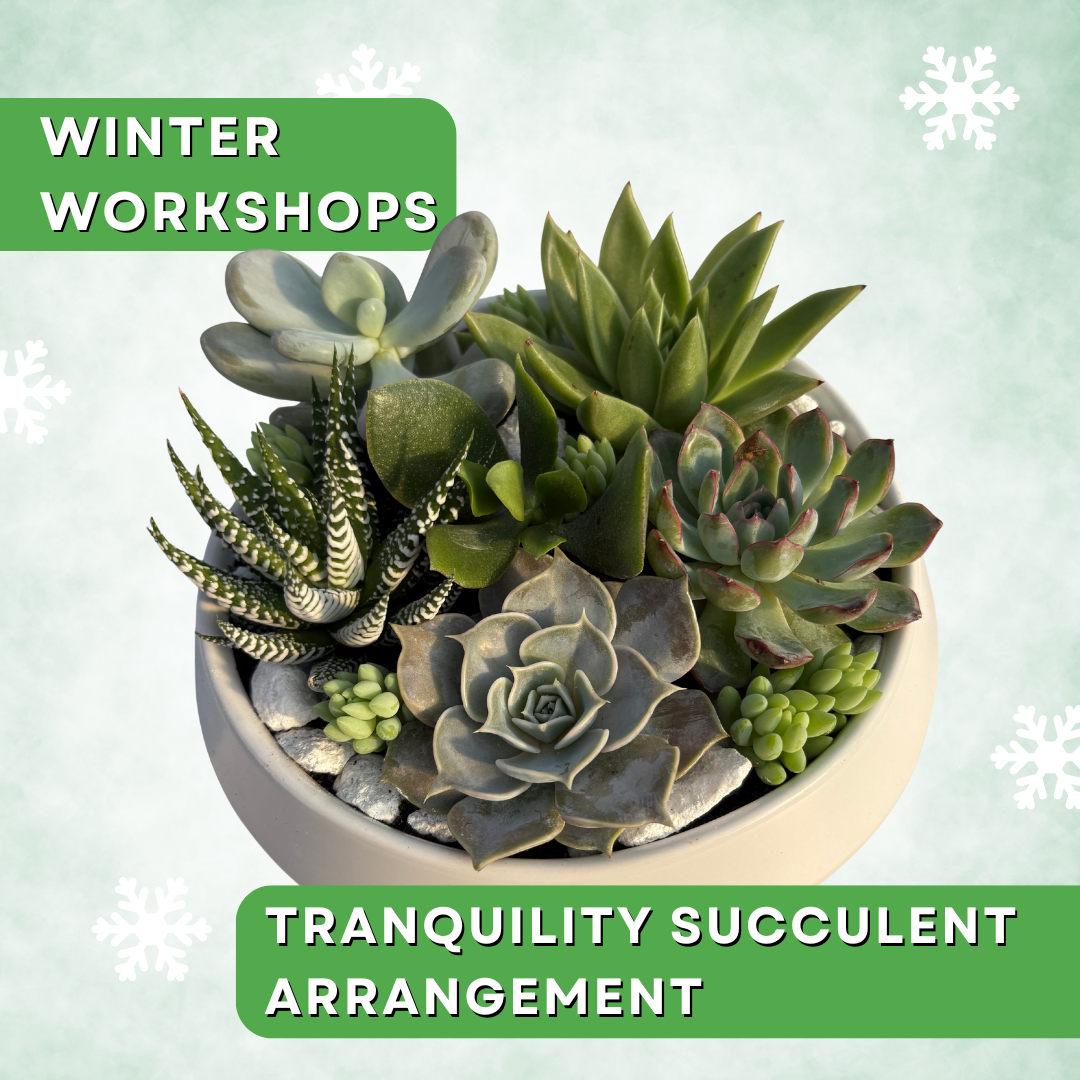 Tranquility Succulent Arrangement Workshop