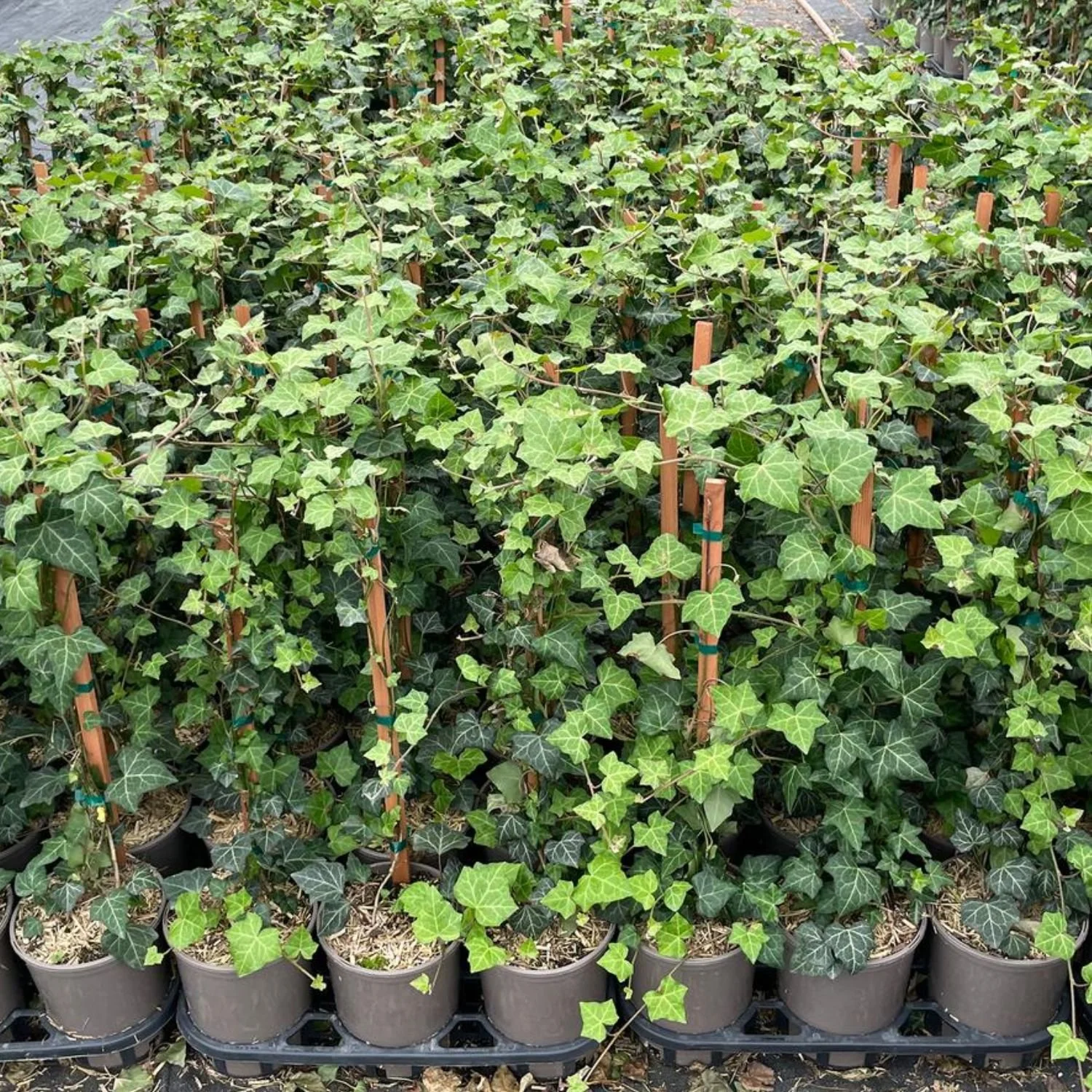 Baltic Ivy - Hedera helix 'Baltica' 1 Gallon