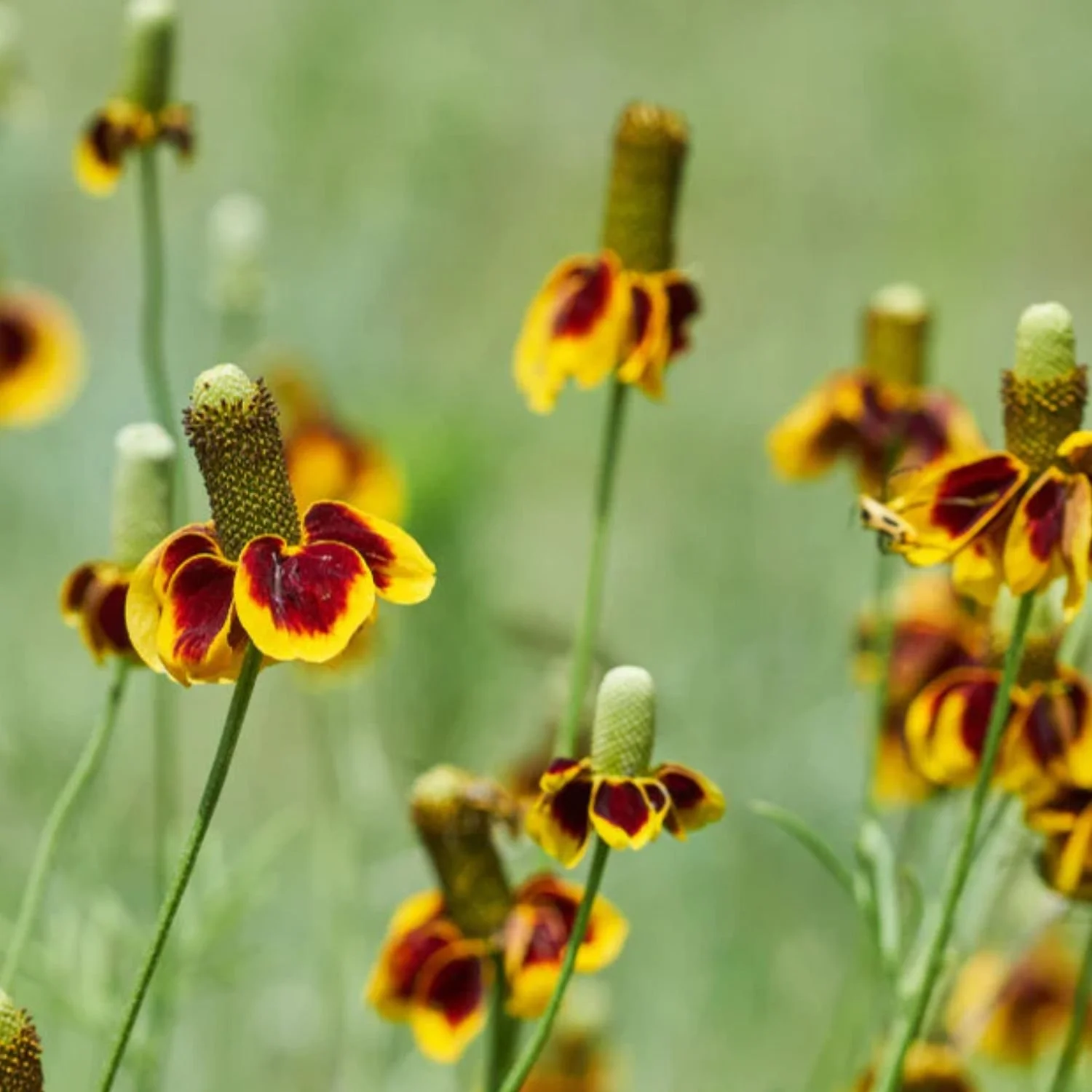 Prairie Coneflower Seed Packet