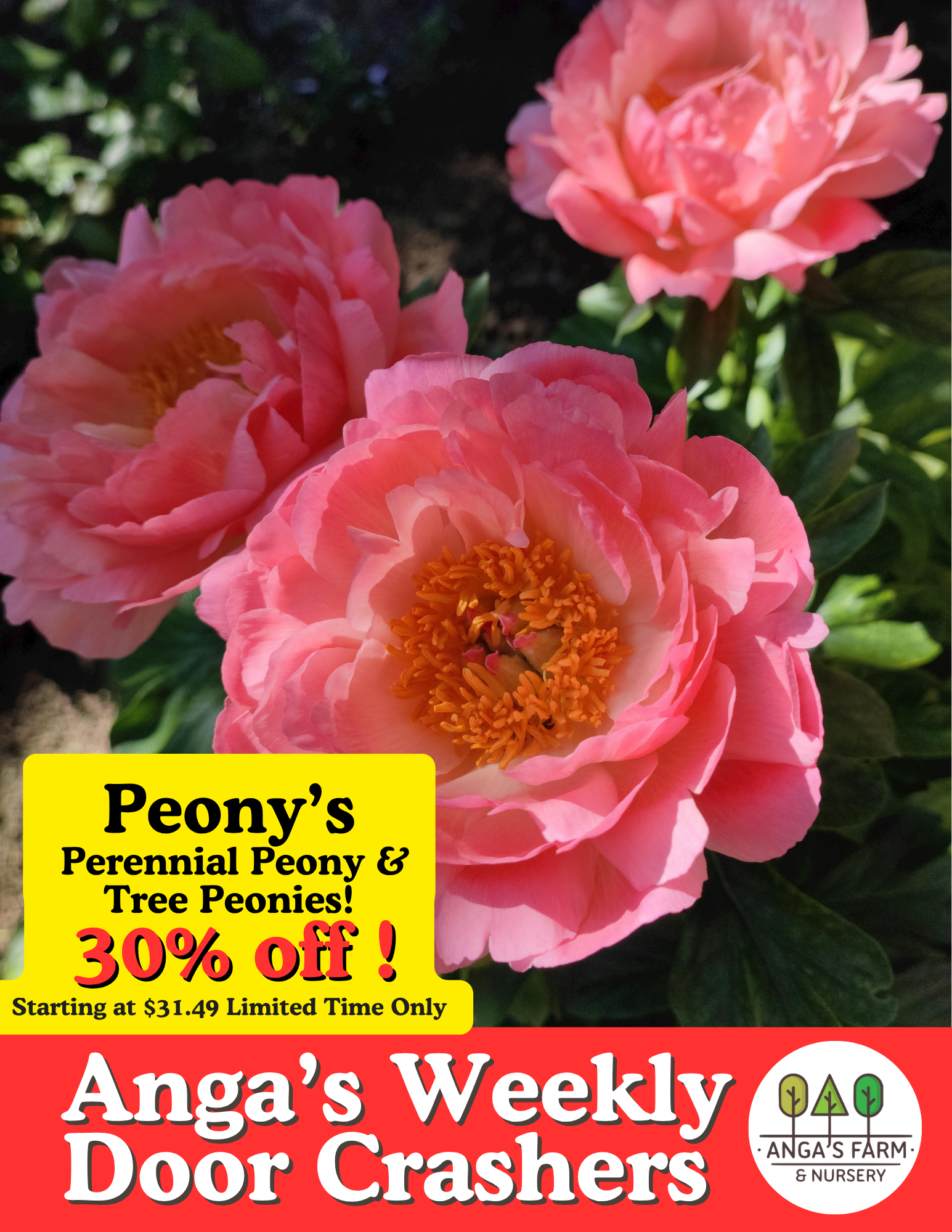 Close-up of pink peony flowers in a garden with dark green leaves in the background.
