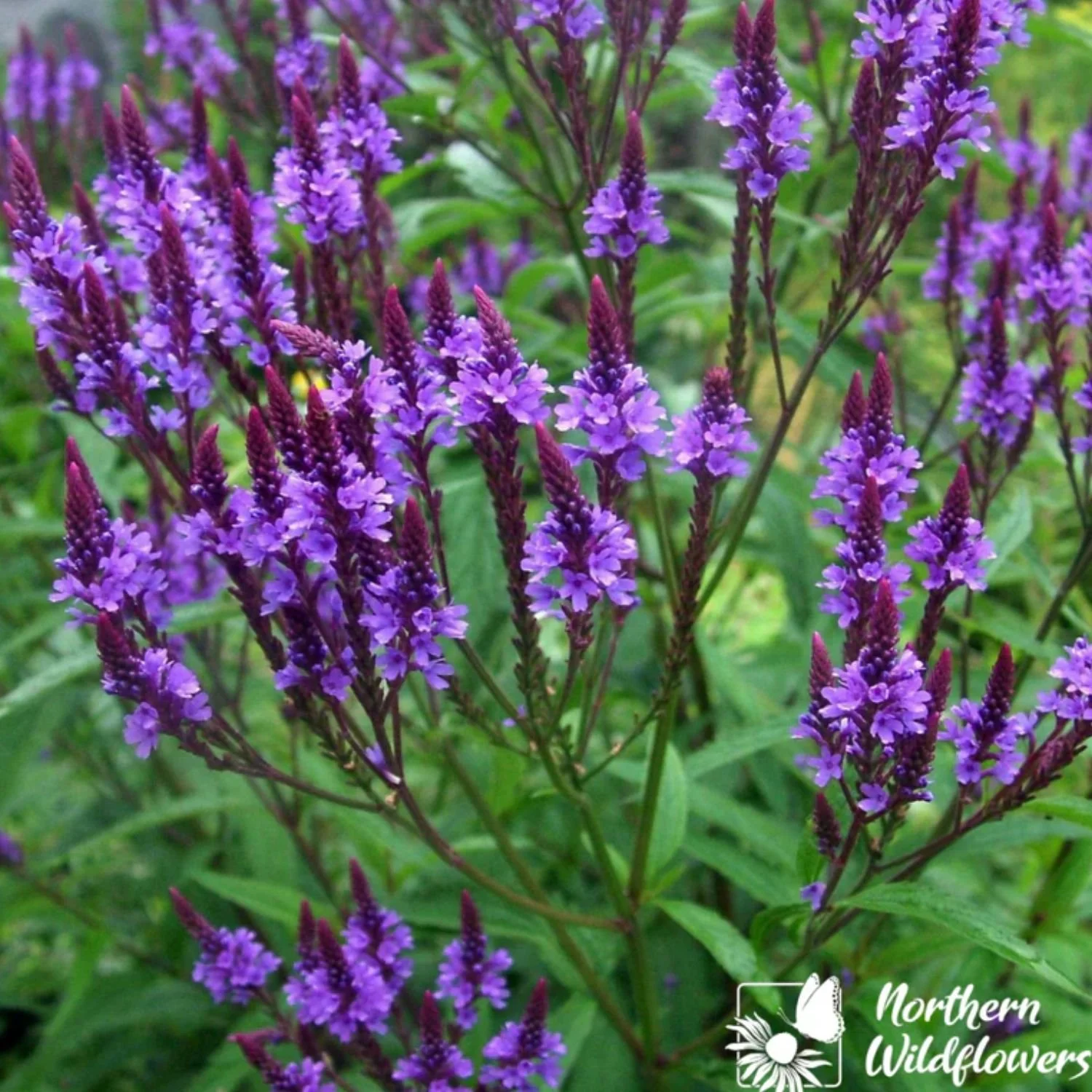 Blue Vervain Seed Packet