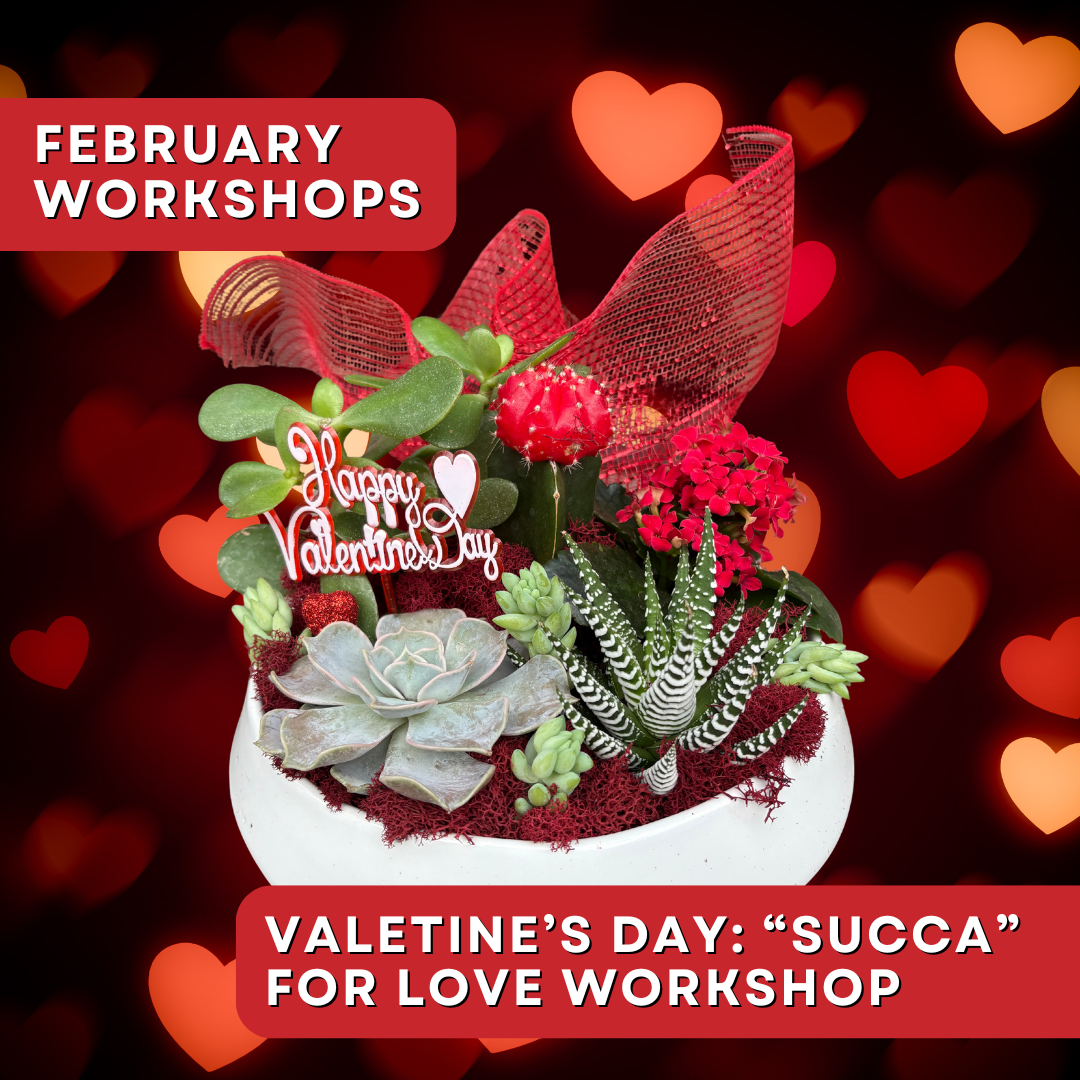 “Succa” for Love: A Valentine’s Day Succulent Workshop