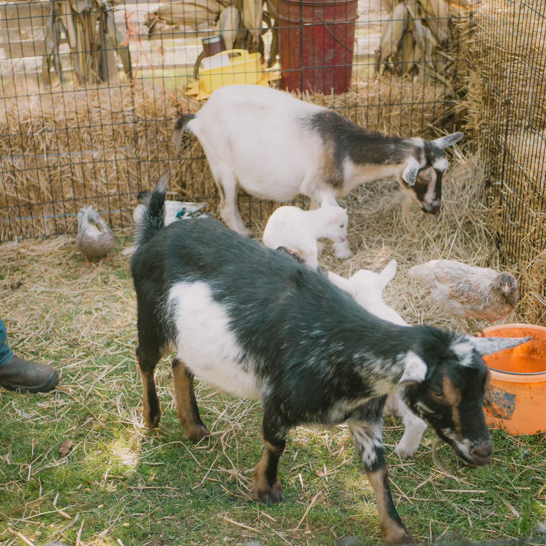 Petting Zoo at Anga's
