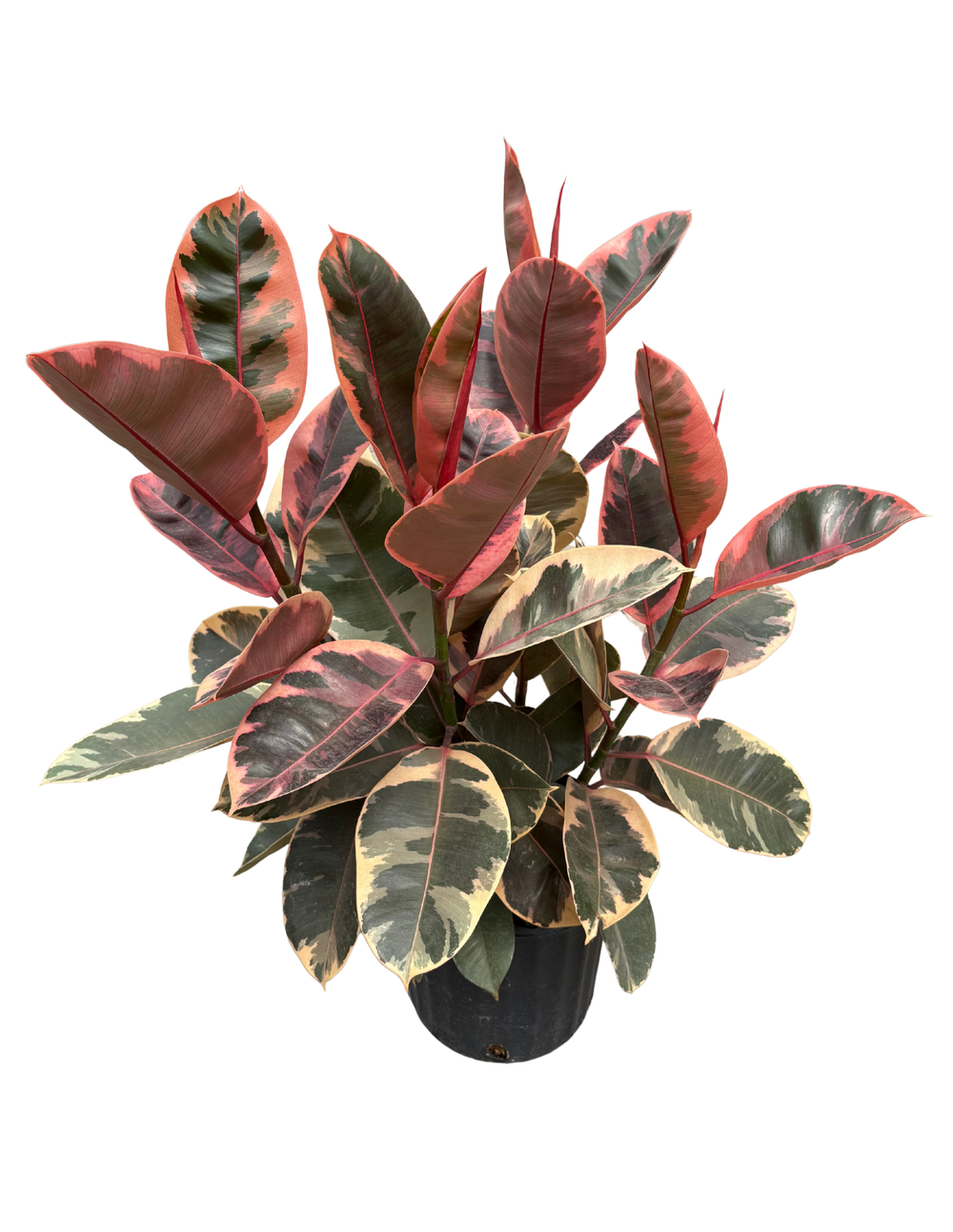 philodendron billietiae x atabapoense Philodendron Billietiae X Atabapoense (multiple sizes) – Trofolia main image 1