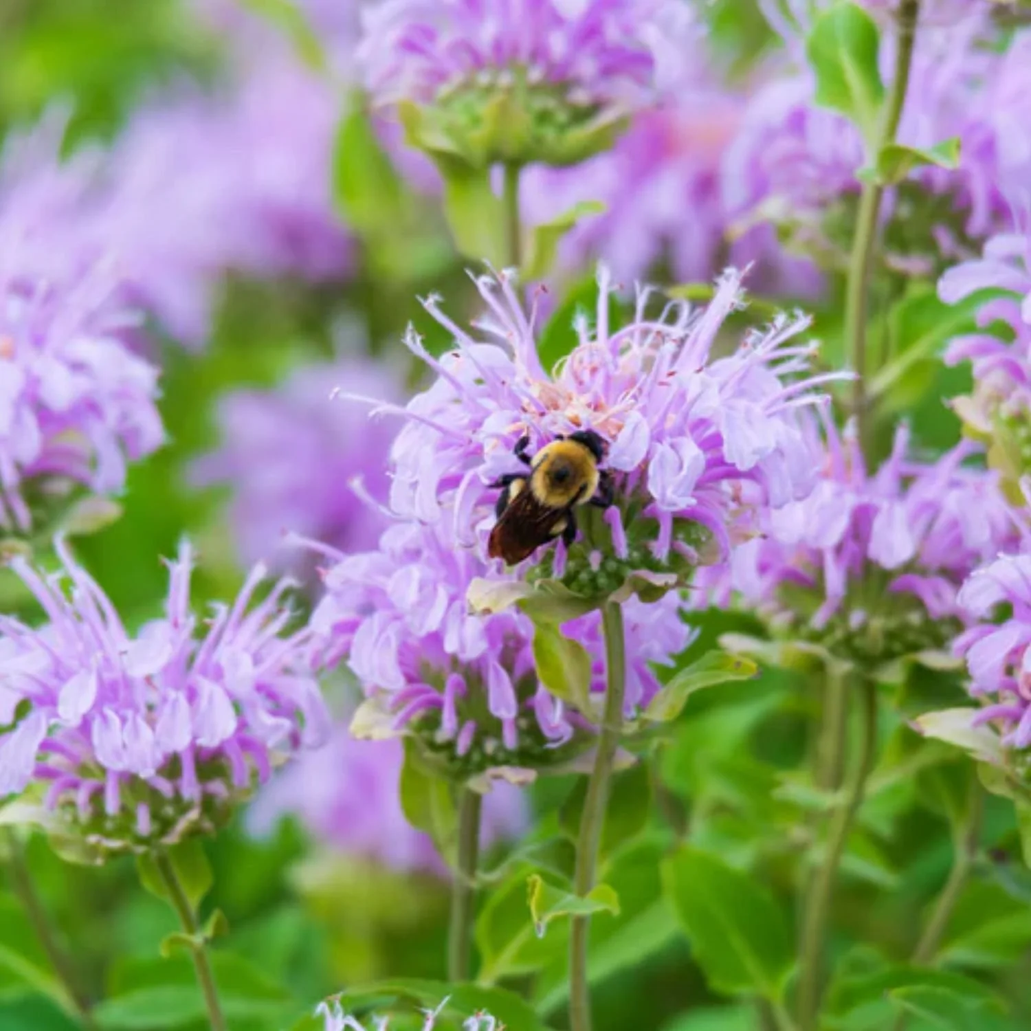 Wild Bergamot Seed Packet