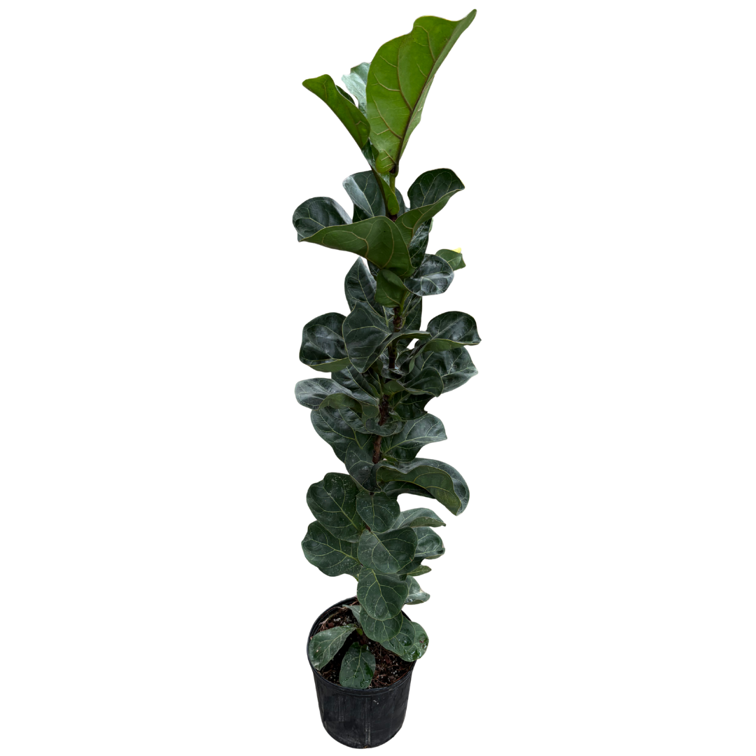 Anga’s New Year Workshops 2026 (37).png