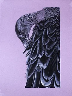 Vulture, Graphite, 9x12