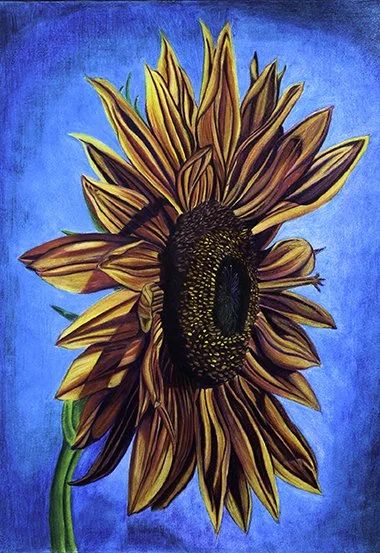 Sunflower, Colored Pencil, 9x12