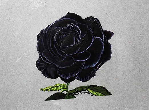 Black Rose, Colored Pencil, 9x12