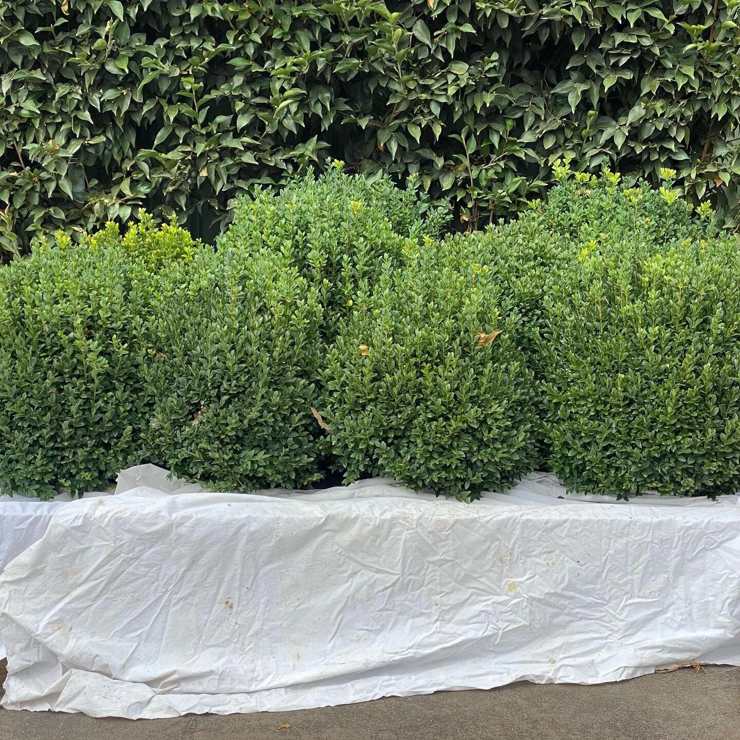When there a garden party planned and can have all of the invited guests- needs a little bit of pruning to be done!  @mumsgarden  #yarravalley #mumsgarden #boxballs #greattools #niwaki  #gardenparty