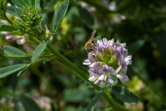 Treasure Valley Bee Experts Partner with Students on Epic Bee Survey