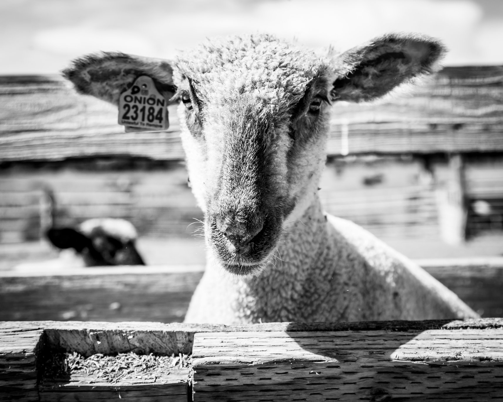 Boise River Lamb.FINAL.1.jpg