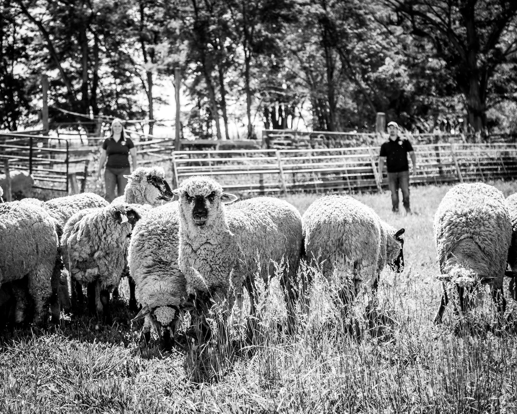 Boise River Lamb.FINAL.3.jpg