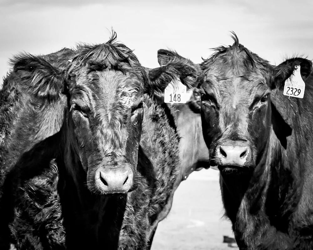Growing for a New Generation of Beef Producers: Thomas Cattle Co ...