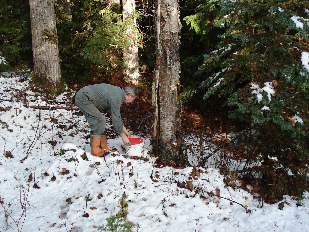 Jim Fowler collecting sap in April. PC:  Kispiox Creations