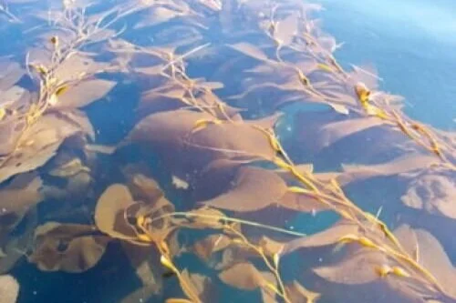 PC: North Pacific Kelp