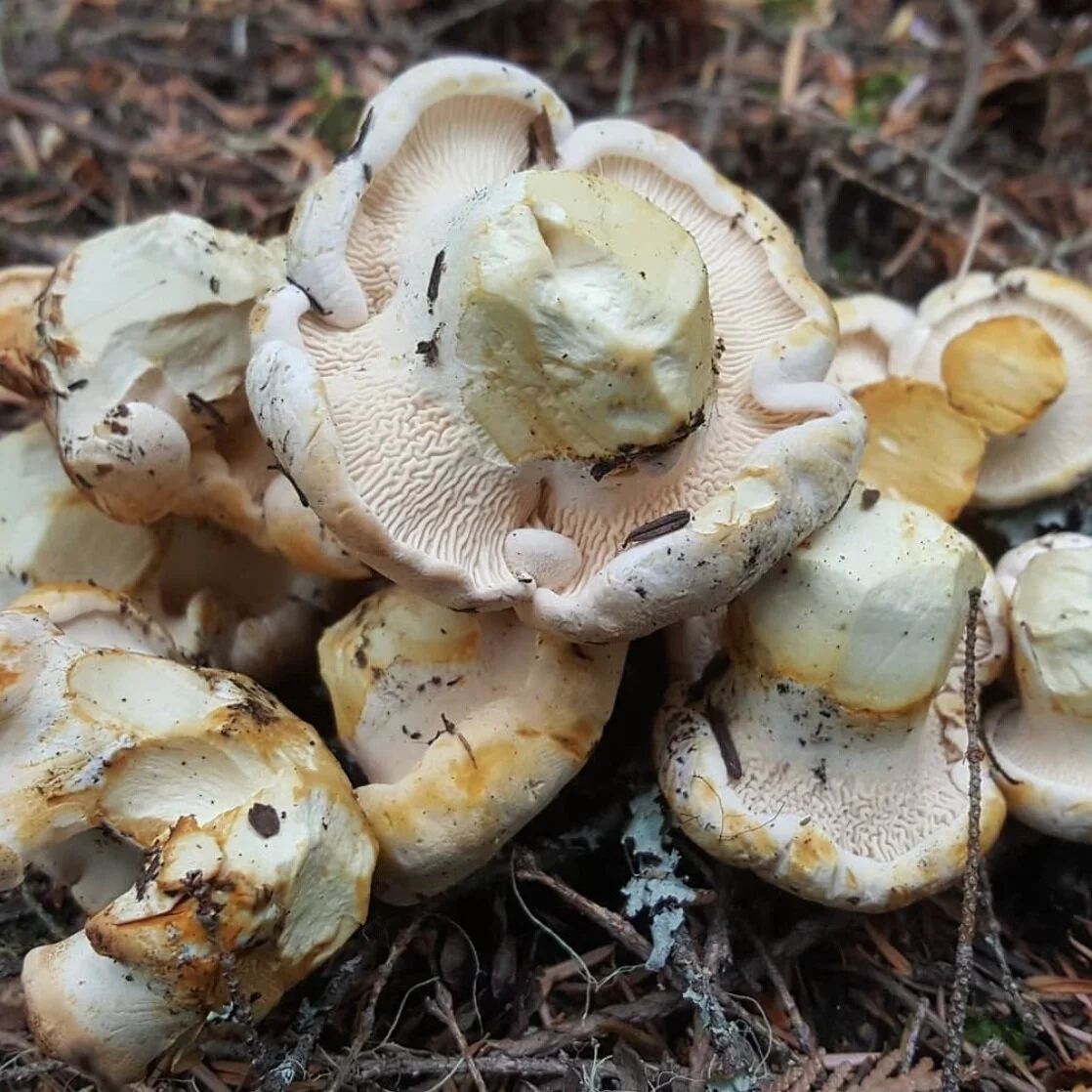 PC: @yourwildestfoods