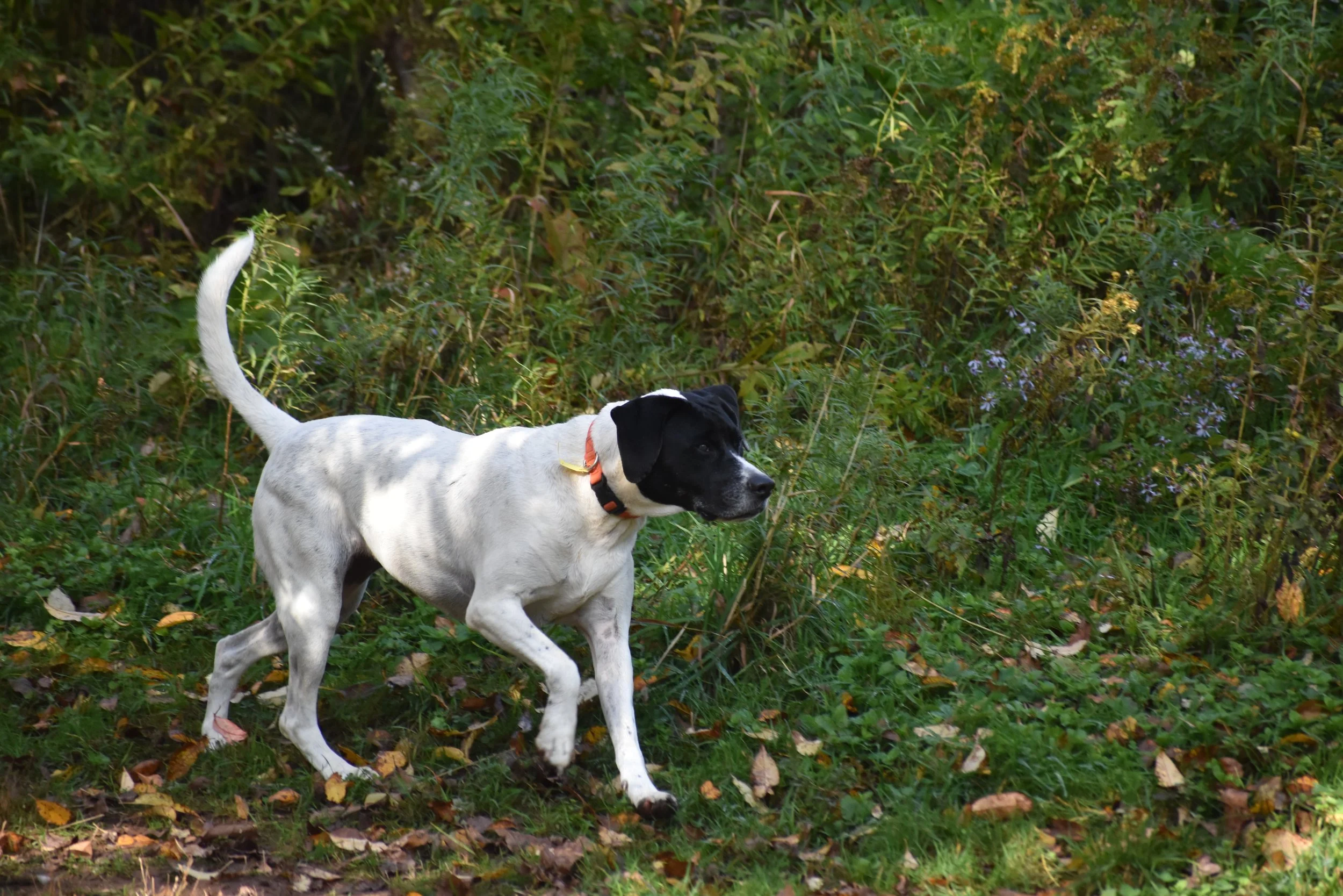 DSC_0363.JPG