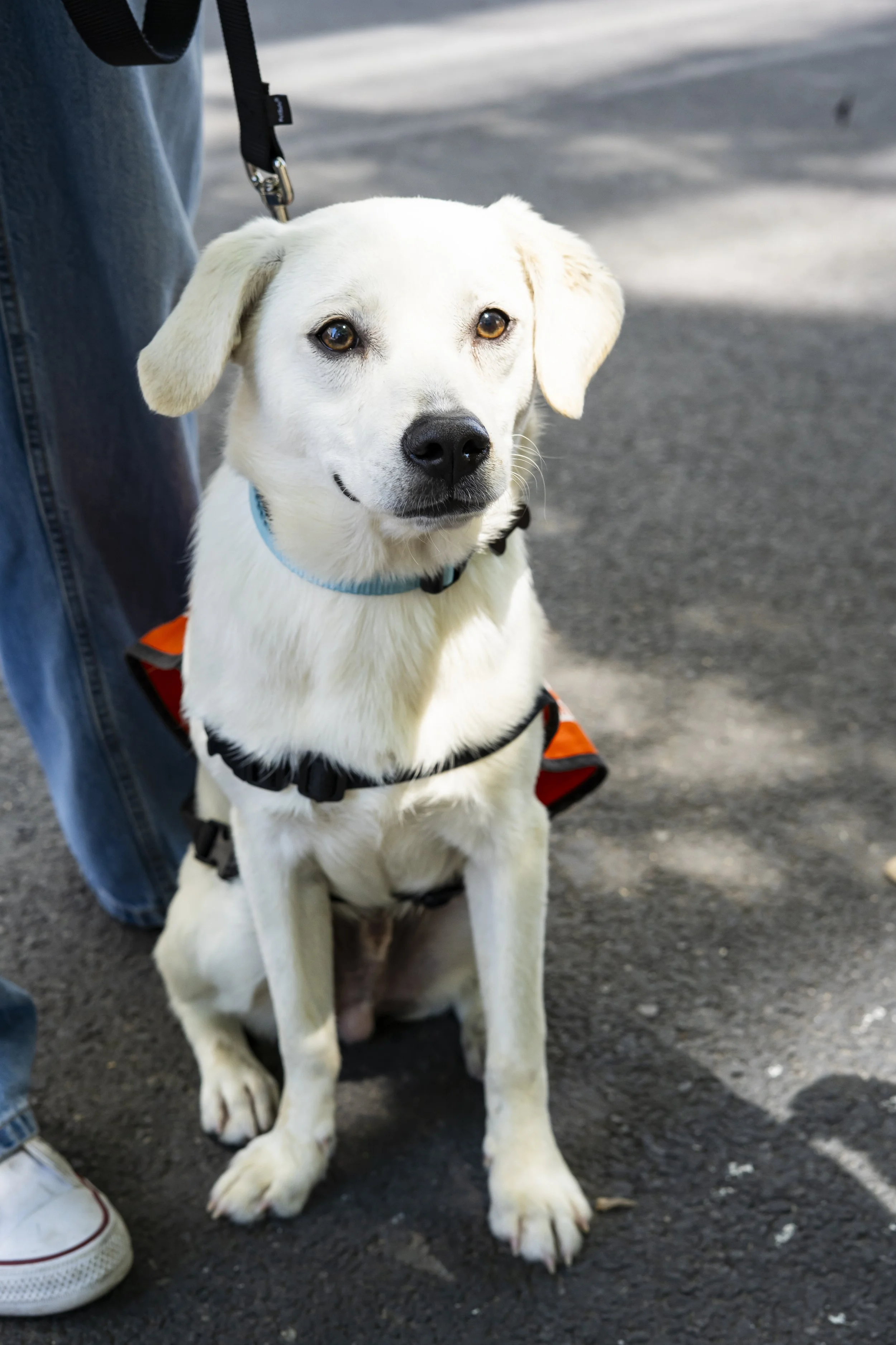 Turk - Adoption Event - Carly Boyle 4.jpg