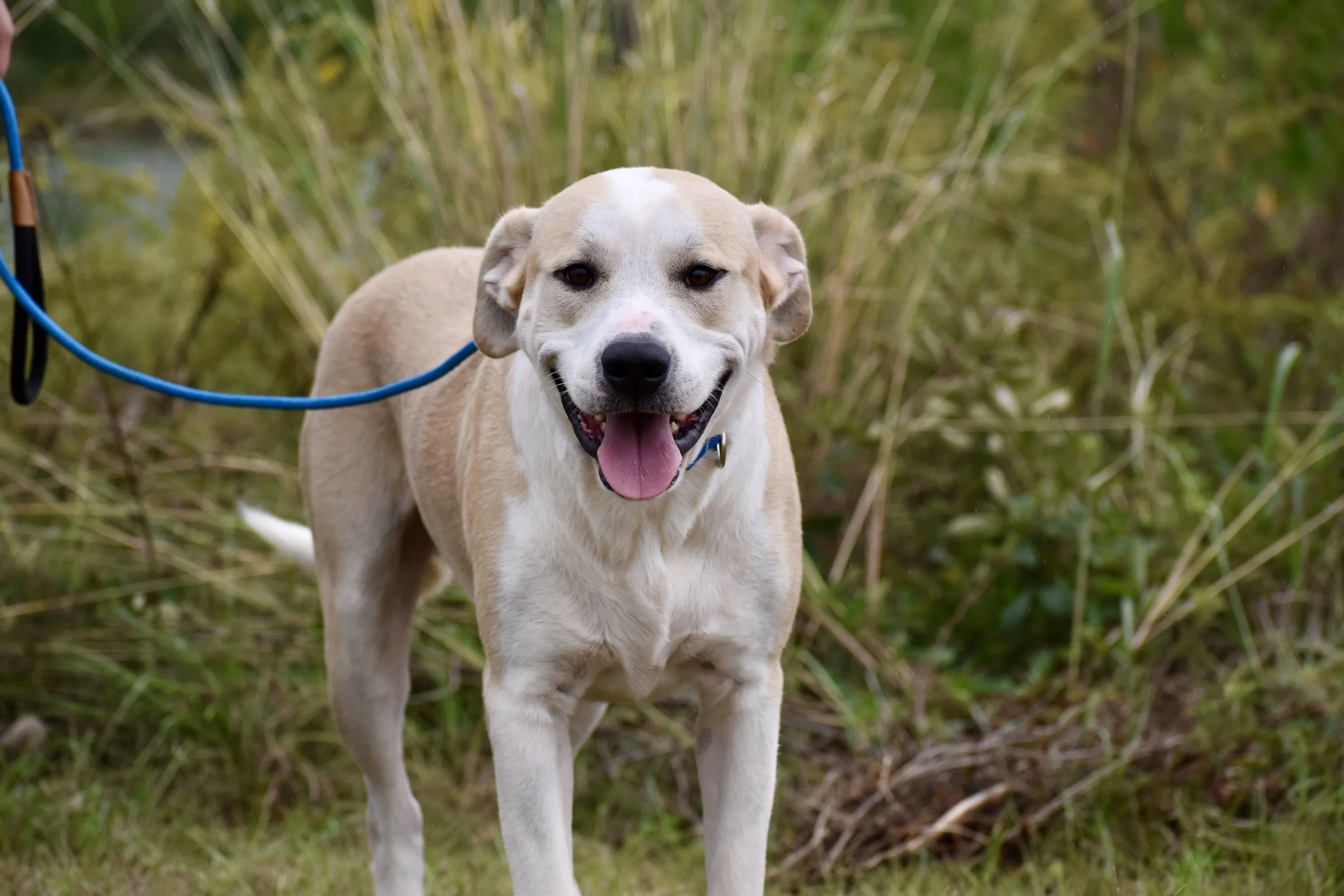 Anthony Rizzo - Shelter 4.JPG