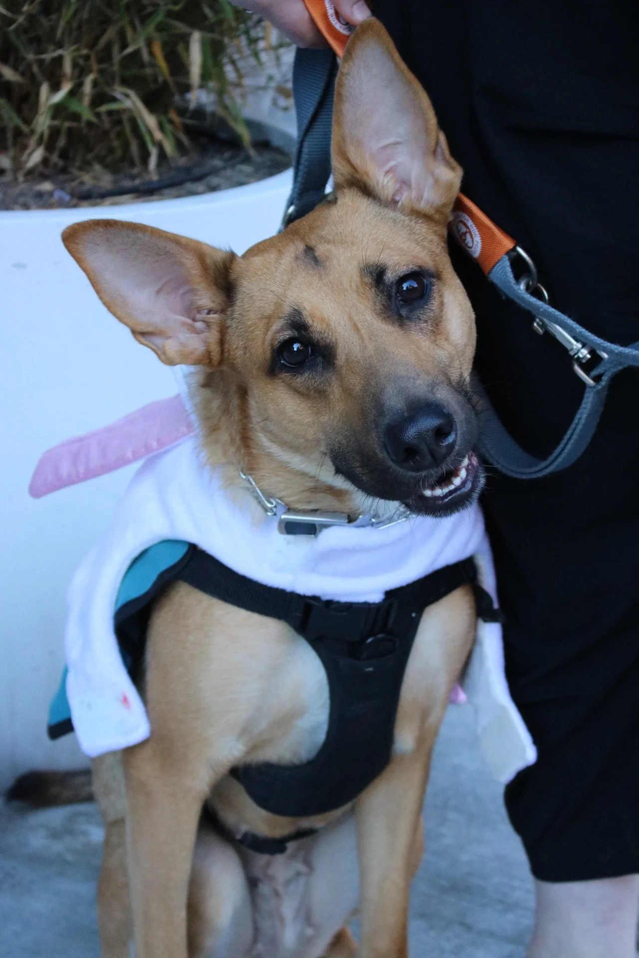 Everything Bagel - Adoption Event - Clare Lockhart 10.JPG