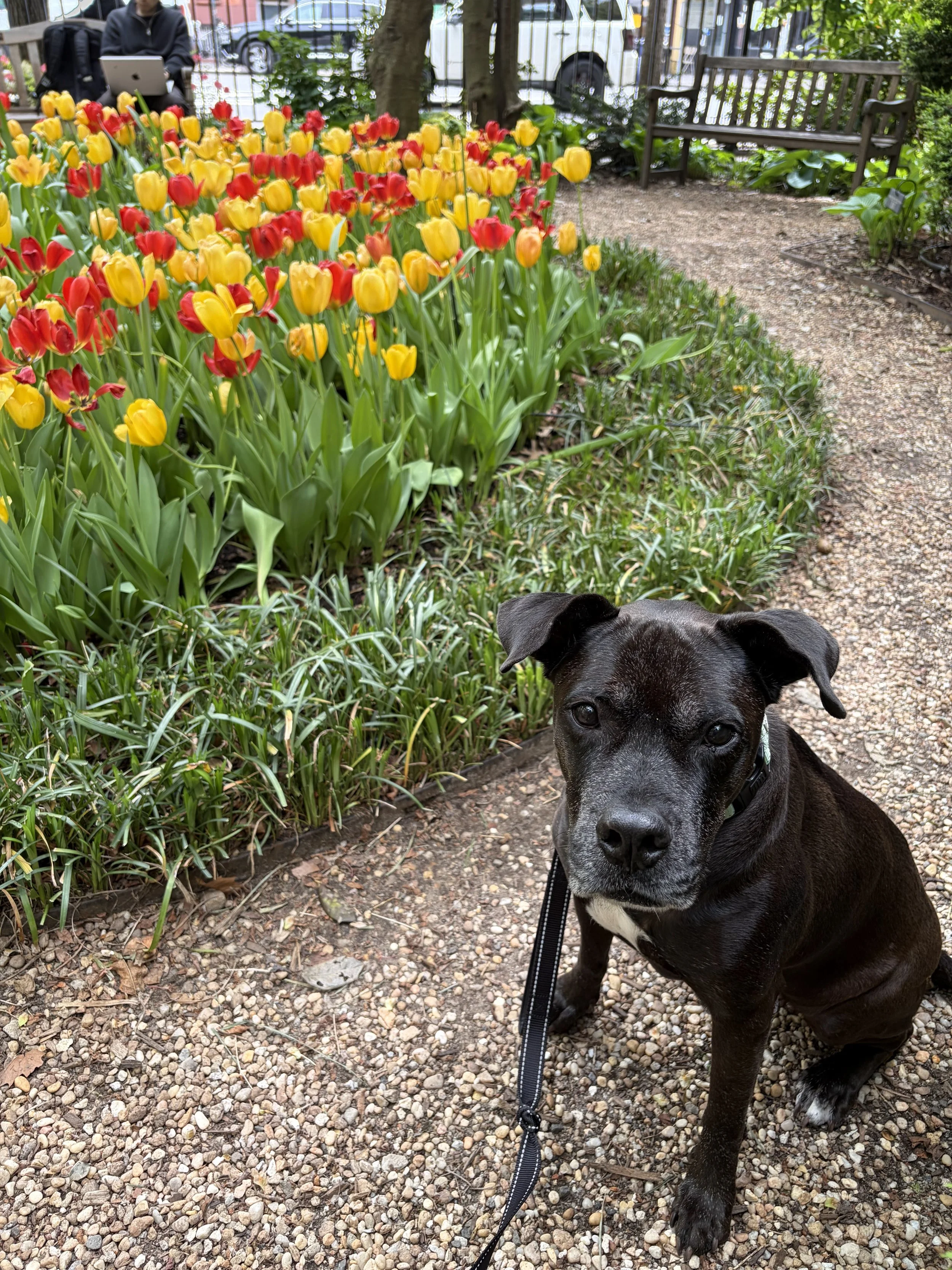 Iris - NYC Foster 18.jpeg