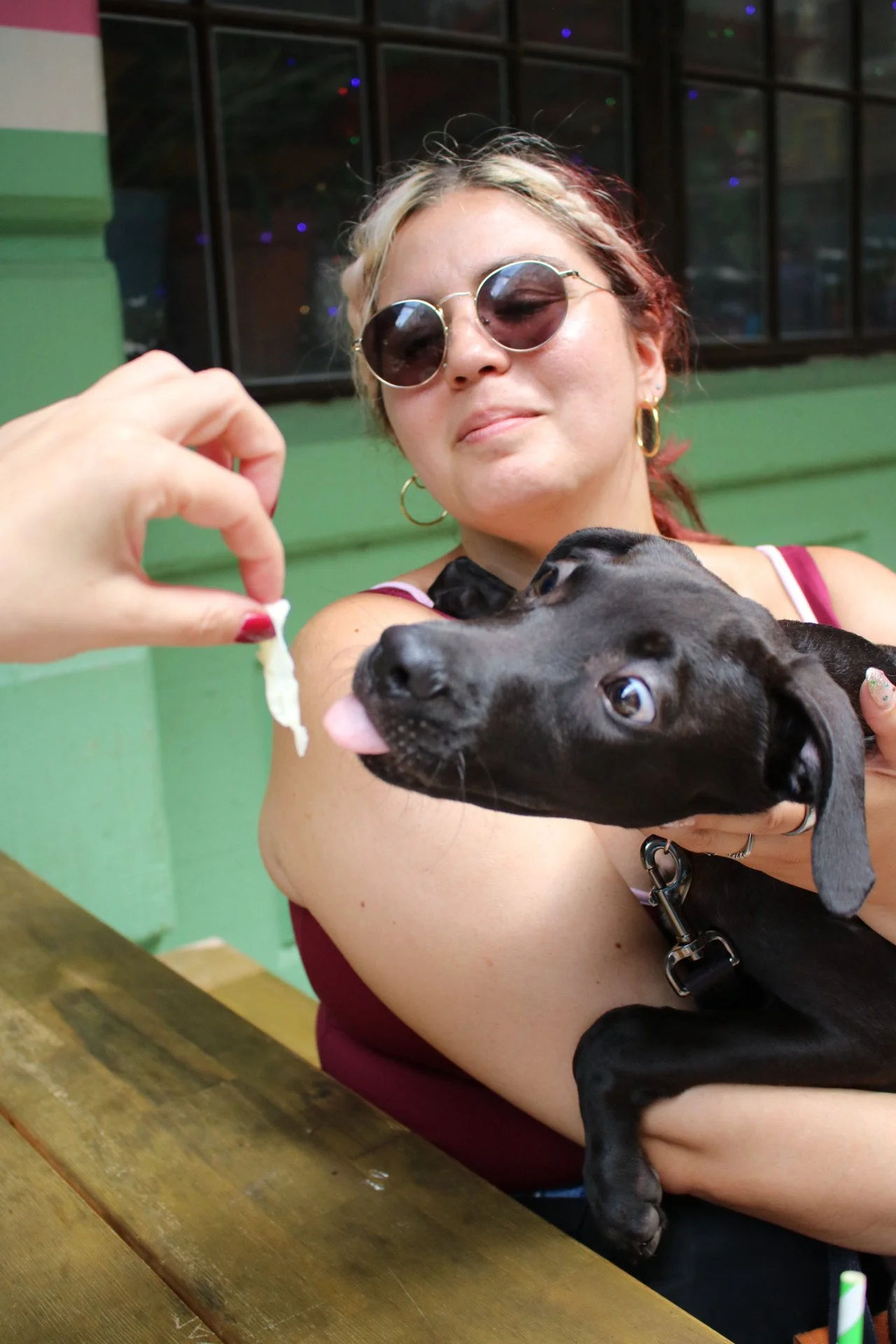 Louie-Bloo Raspberry - Adoption Event - Clare Lockhart 13.JPG