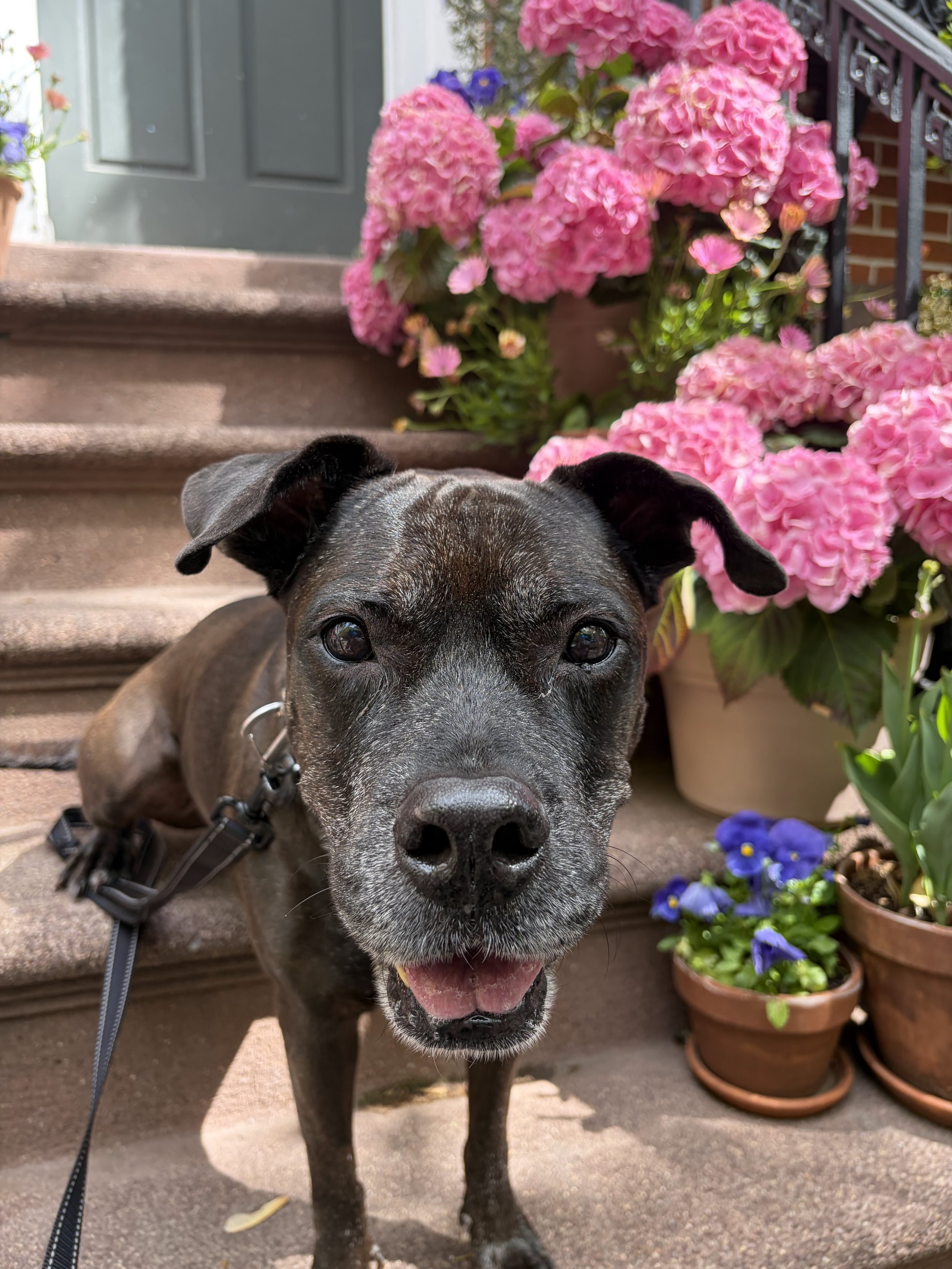 Iris - NYC Foster 38.jpeg