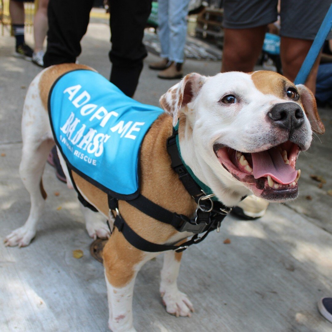 Are you looking for a pup who thrives on butt scratches, napping under his favorite blanket, and receiving kisses? Zoidberg is your boy!
.
Zee is as sweet as they come. He has a playful, gentle temperament with other dogs, loves going on car rides, a